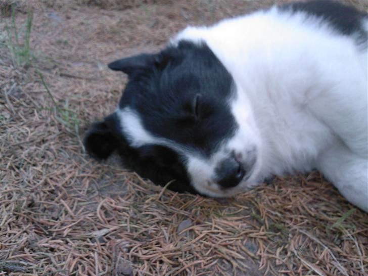 Border collie Meeko (Himmelhund) - Meeko 5 uger gammel billede 6