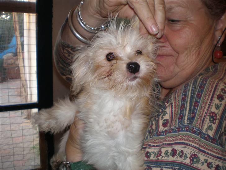 Blanding af racer Noah - Lille Noah på internatet på Kreta billede 32