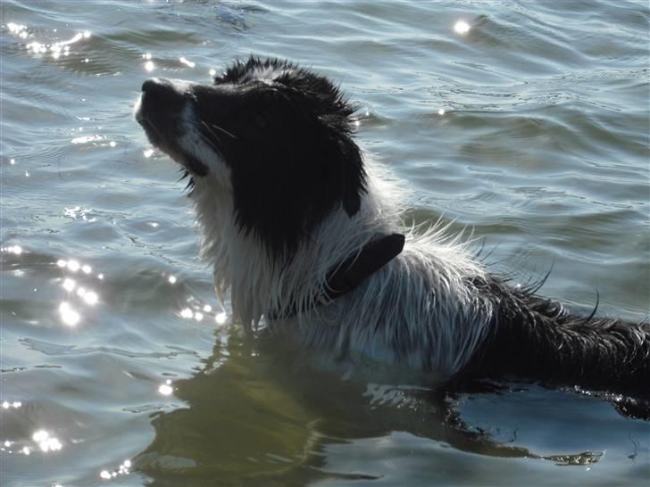 Border collie Meeko (Himmelhund) billede 7