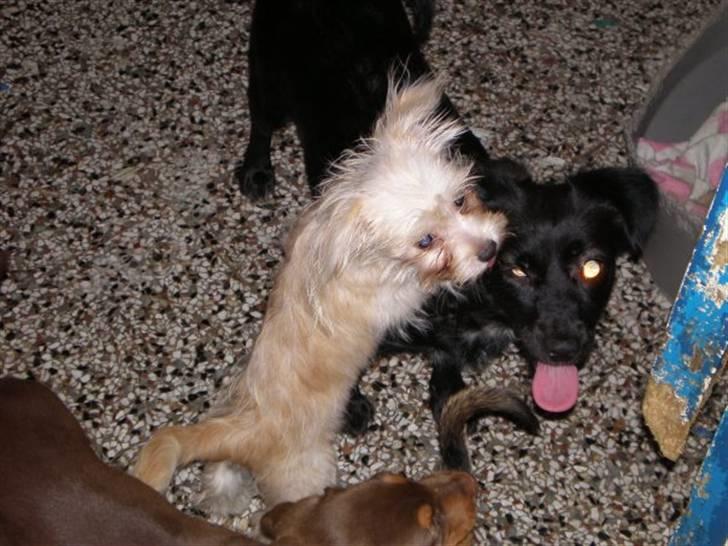 Blanding af racer Noah - Noah på internatet i Grækenland billede 31