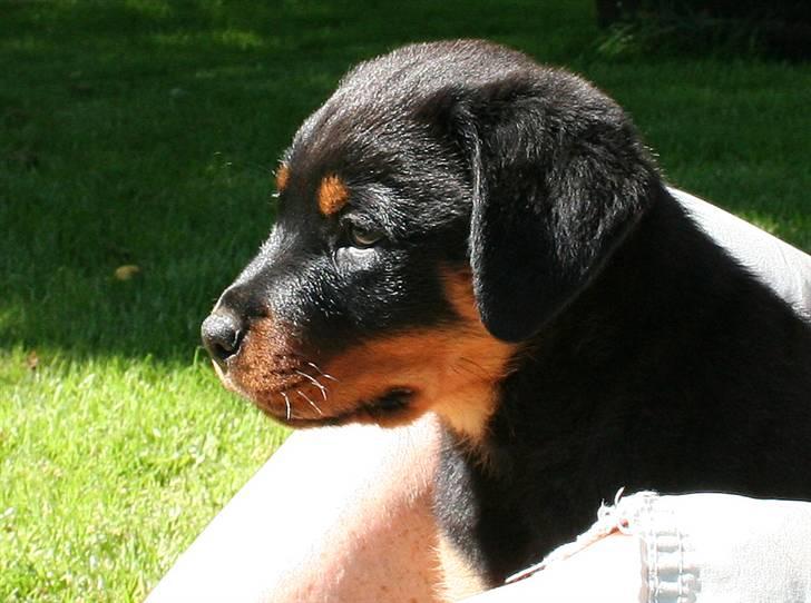Rottweiler Kakestto's Freya billede 1