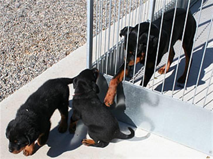 Rottweiler Kakestto's Freya - Afsked med familien billede 2