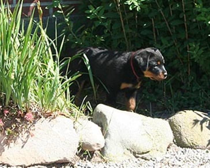 Rottweiler Kakestto's Freya - Sidste tur på kennelen billede 3