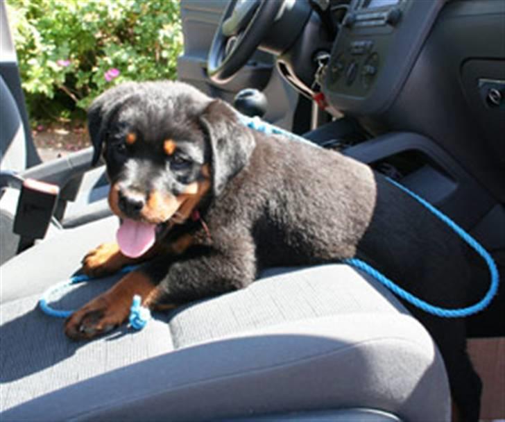 Rottweiler Kakestto's Freya - Første dag, på vej hjem billede 4