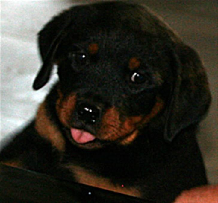 Rottweiler Kakestto's Freya - Allerede en tiggefrans billede 5