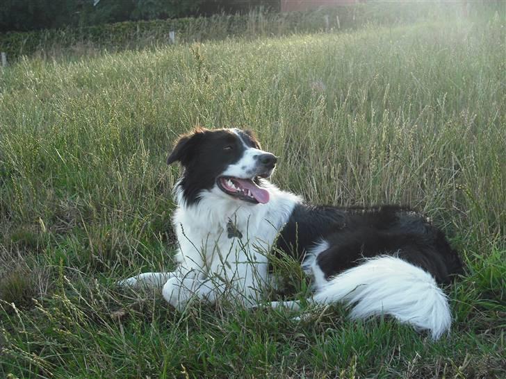 Border collie Meeko (Himmelhund) billede 10