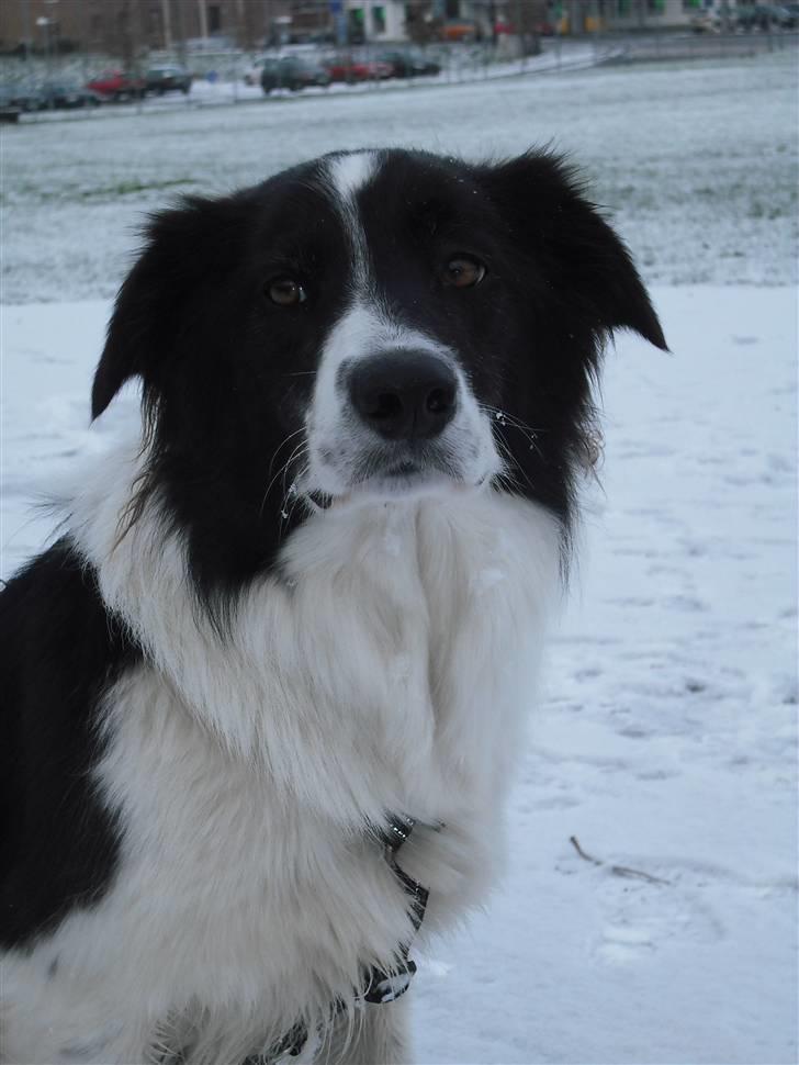 Border collie Meeko (Himmelhund) - 26/11-10 billede 11