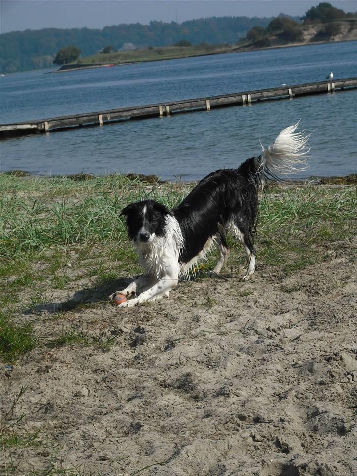 Border collie Meeko (Himmelhund) - Vandhunden Meeko, taget d. 23/9-10 billede 9