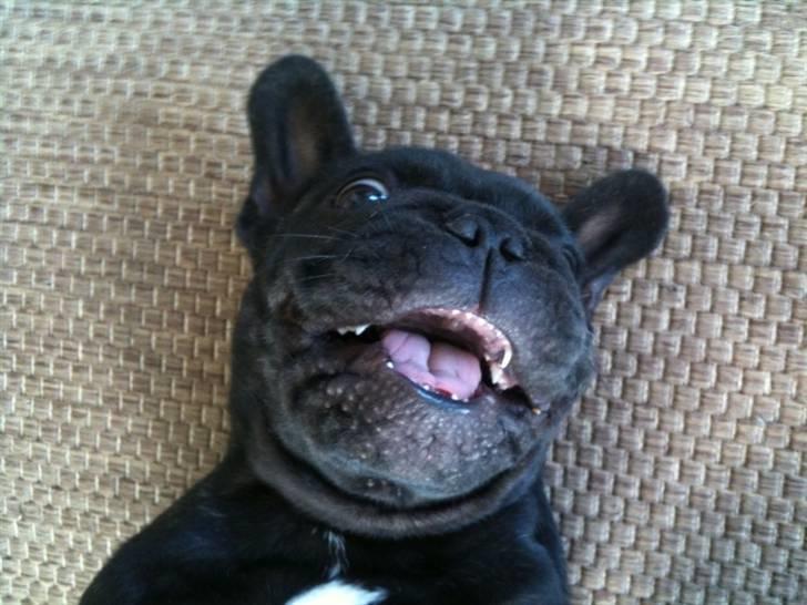 Fransk bulldog Bastian - Hvem kan ikke elske sådan et fjæs?? billede 10