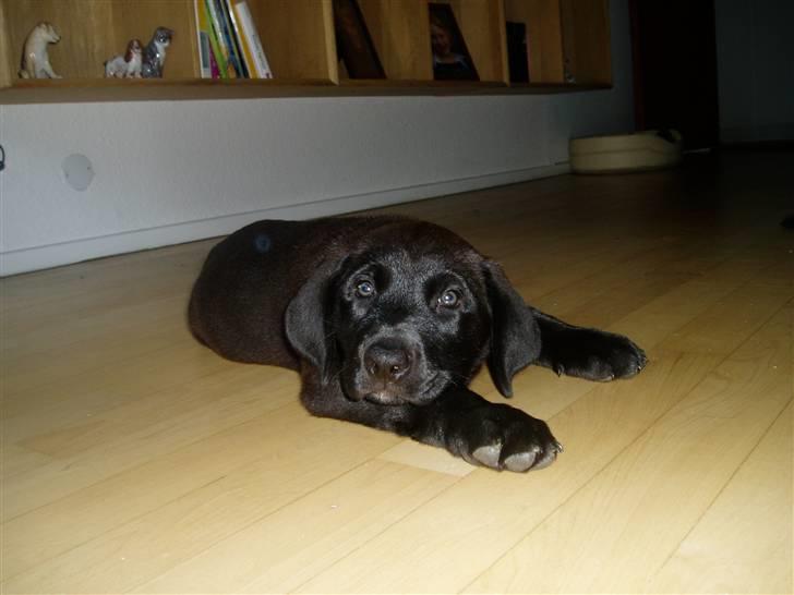 Blanding af racer Ecko broweiler R.I.P - Stop så med at tage alle de billeder mor. billede 3