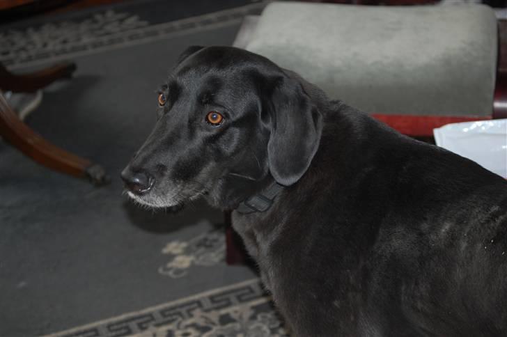 Blanding af racer Sulle billede 1