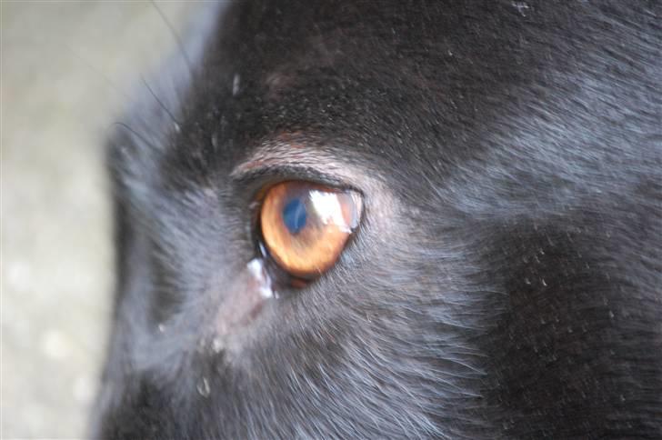 Blanding af racer Sulle billede 2