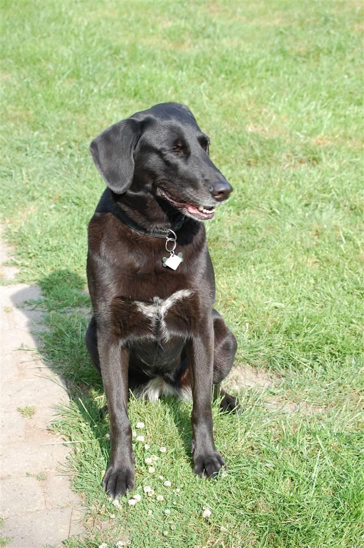 Blanding af racer Sulle billede 3