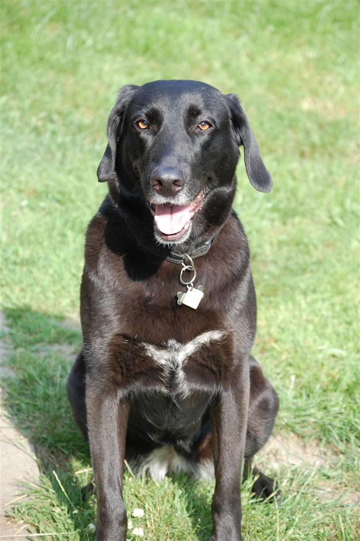 Blanding af racer Sulle billede 4