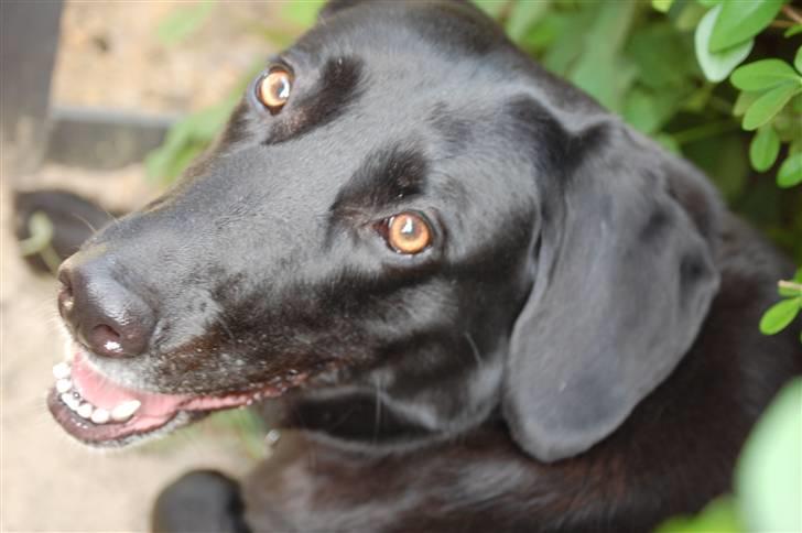 Blanding af racer Sulle billede 5