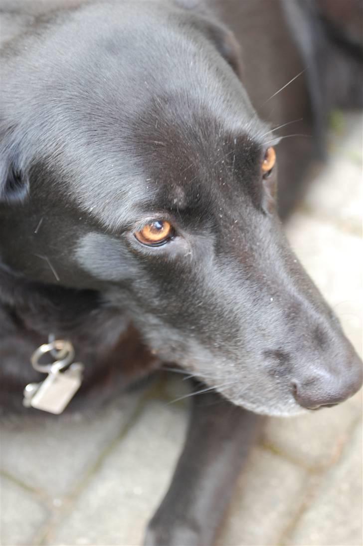 Blanding af racer Sulle billede 6