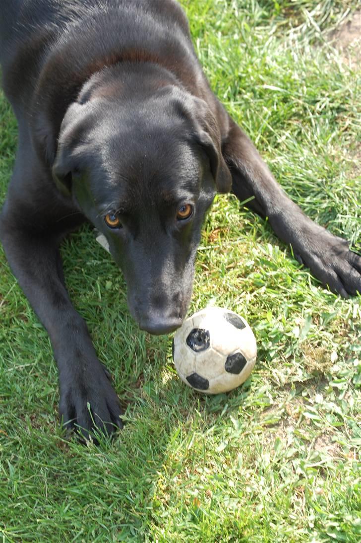 Blanding af racer Sulle billede 7