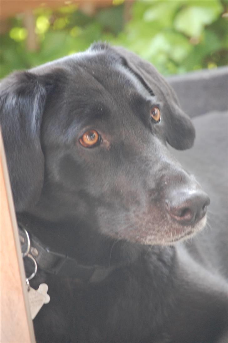 Blanding af racer Sulle billede 8