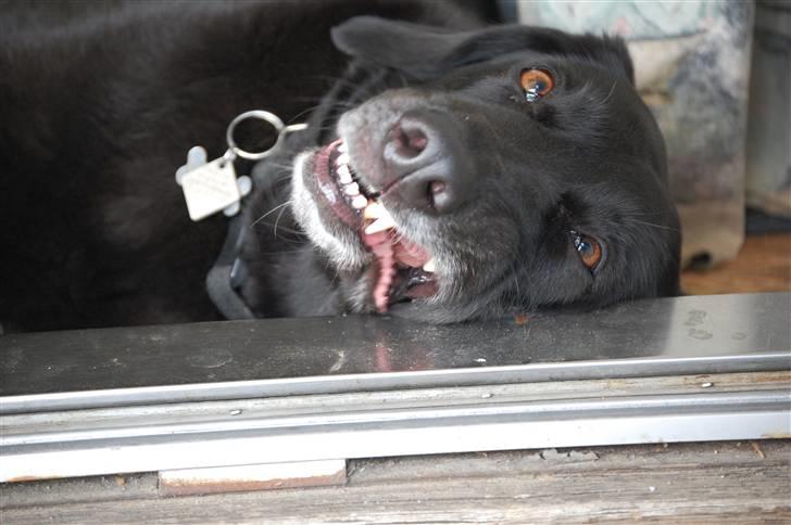 Blanding af racer Sulle billede 9