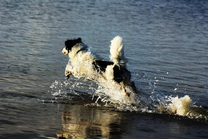 Blanding af racer Samojed/DSG Bella billede 1
