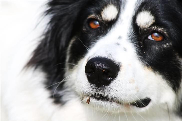 Blanding af racer Samojed/DSG Bella billede 3