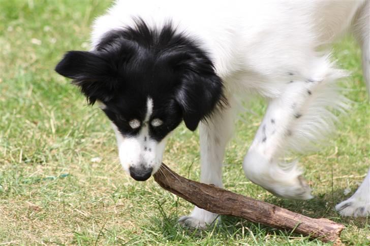 Blanding af racer Samojed/DSG Bella billede 4