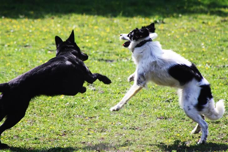 Blanding af racer Samojed/DSG Bella billede 7