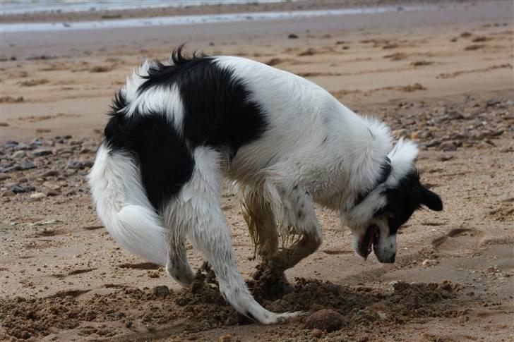 Blanding af racer Samojed/DSG Bella billede 5