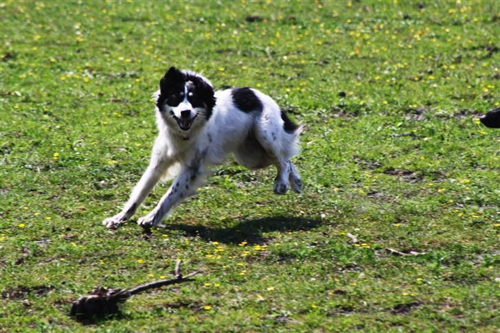 Blanding af racer Samojed/DSG Bella billede 10