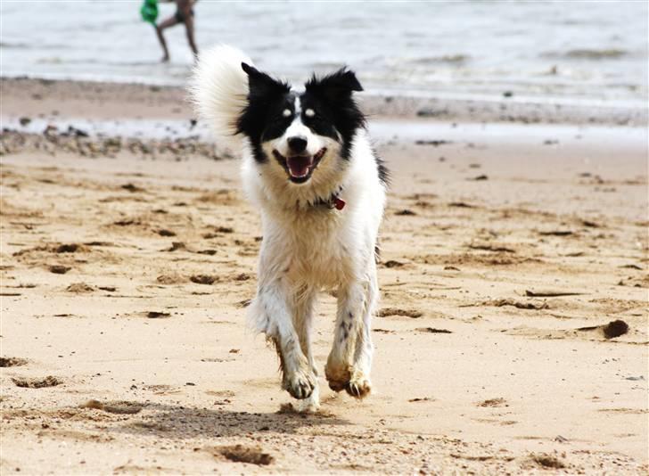 Blanding af racer Samojed/DSG Bella billede 6