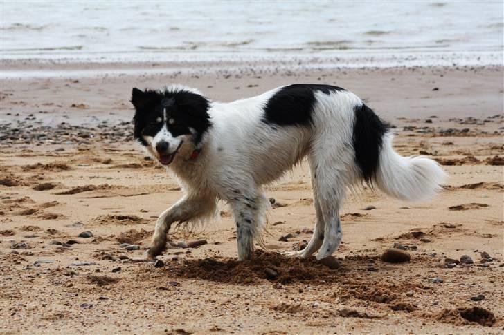 Blanding af racer Samojed/DSG Bella billede 11