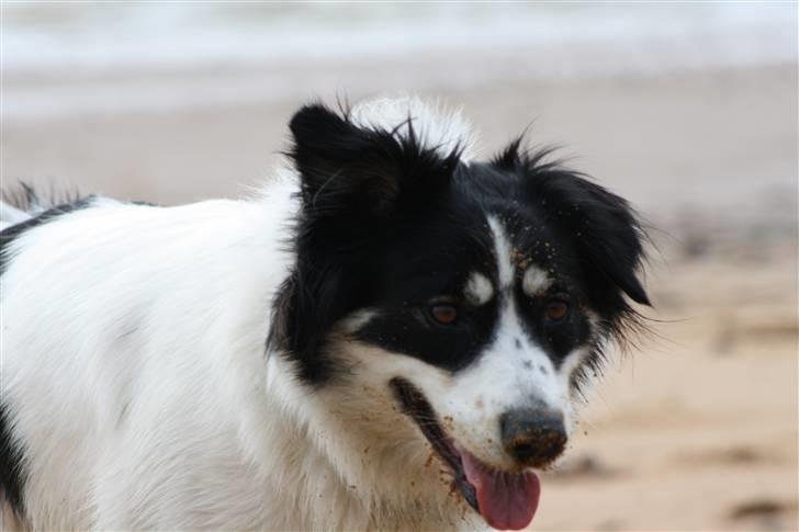 Blanding af racer Samojed/DSG Bella billede 12