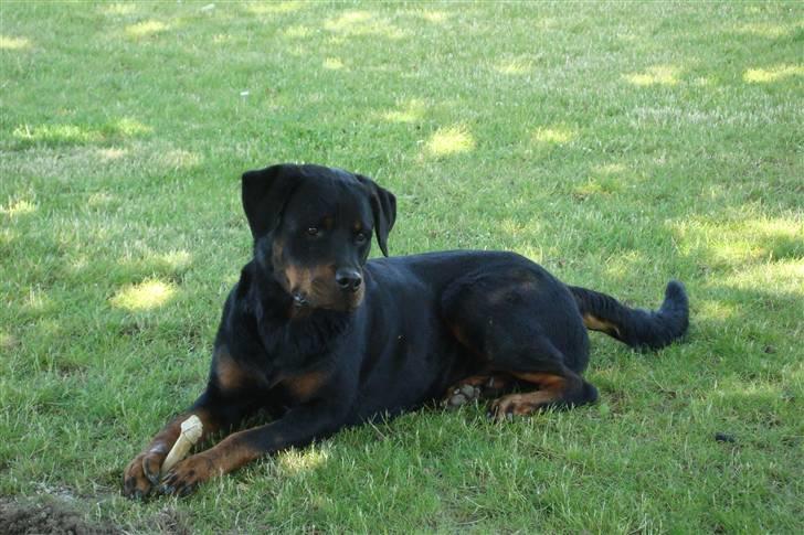 Rottweiler Thonara Alison billede 9