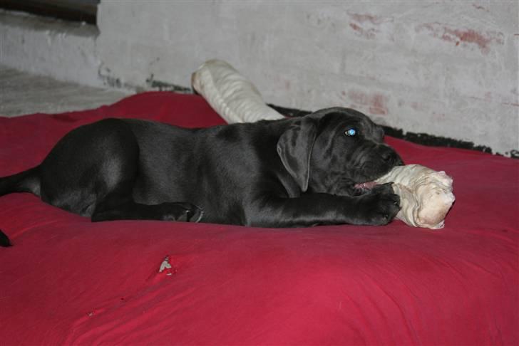 Cane corso Calule billede 10