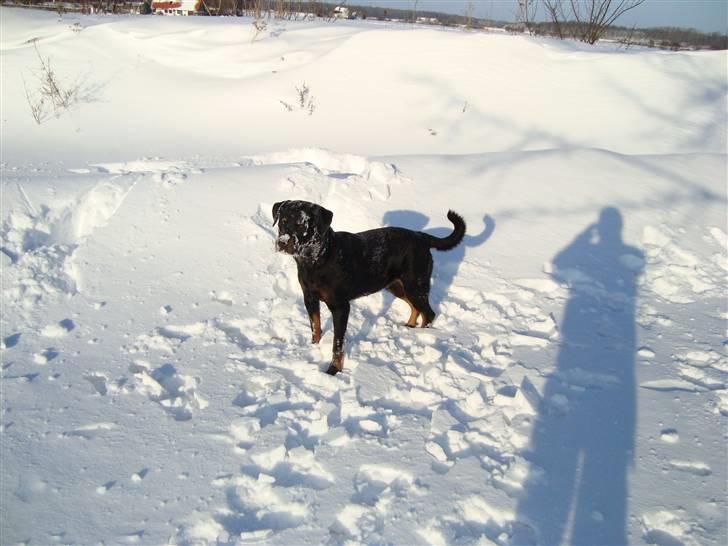 Rottweiler Thonara Alison billede 10