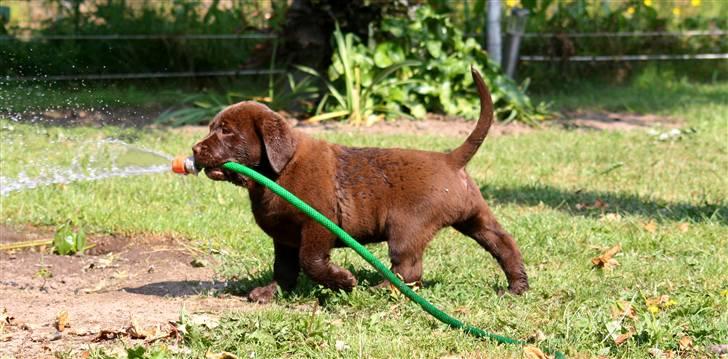 Blanding af racer Morgan billede 4