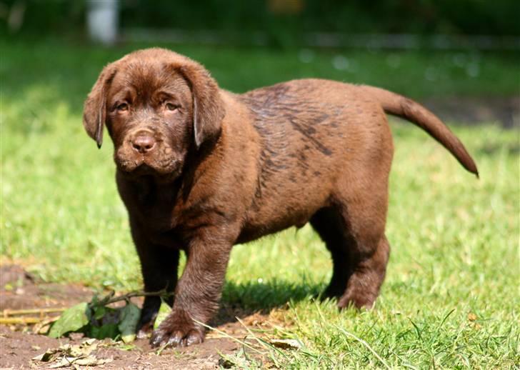 Blanding af racer Morgan billede 5