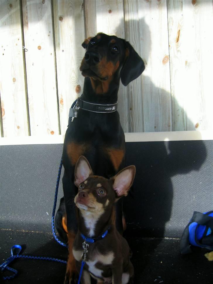 Dobermann Star Anakin's Space Traveller Laika - Laika og Eigil. :) billede 9