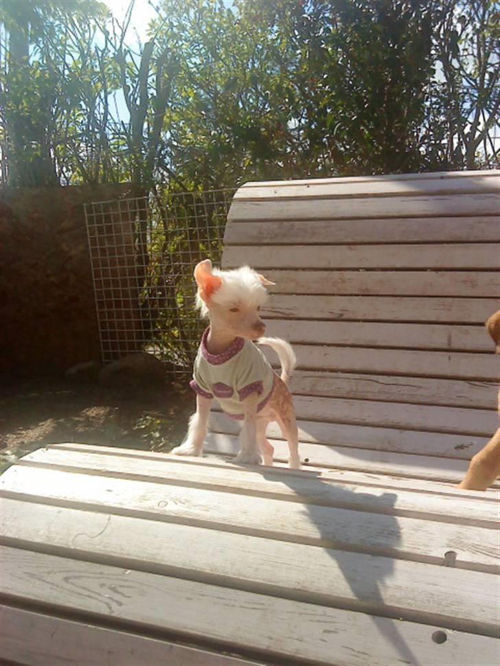 Chinese crested hårløs Snitten - VIDUNDERET ;) - King of the back yard billede 1