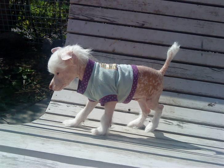 Chinese crested hårløs Snitten - VIDUNDERET ;) - I haven en af de første dage hjemme billede 2