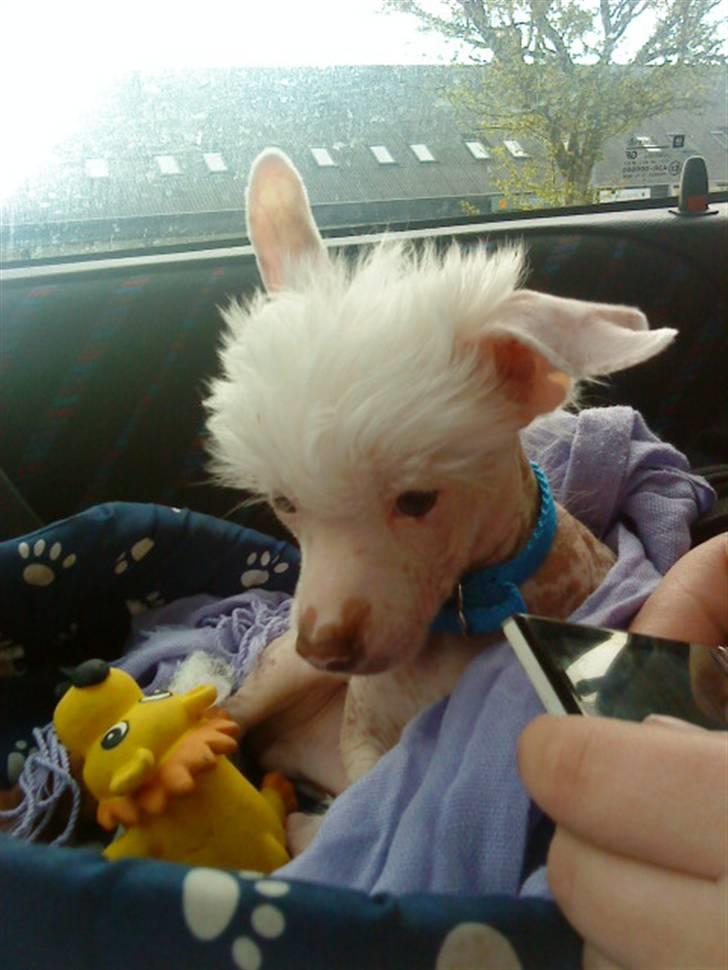 Chinese crested hårløs Snitten - VIDUNDERET ;) - Ching, næsten lige kommet hjem -  billede 3