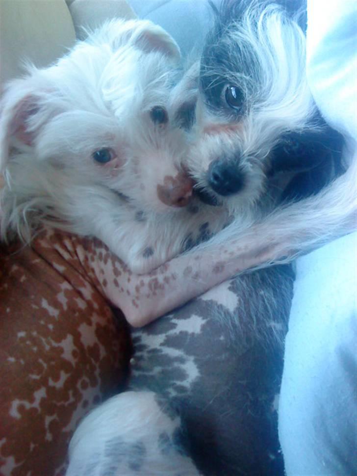 Chinese crested hårløs Snitten - VIDUNDERET ;) - Ren kærlighed - Ching og Creamy billede 4