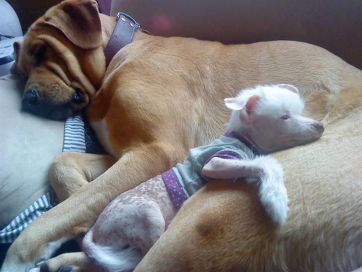 Chinese crested hårløs Snitten - VIDUNDERET ;) - Ching Elsker bare min Broholmer Idun billede 5