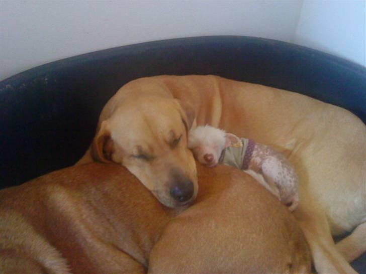 Chinese crested hårløs Snitten - VIDUNDERET ;) - Uhhh der er dejligt mellem de store... billede 6