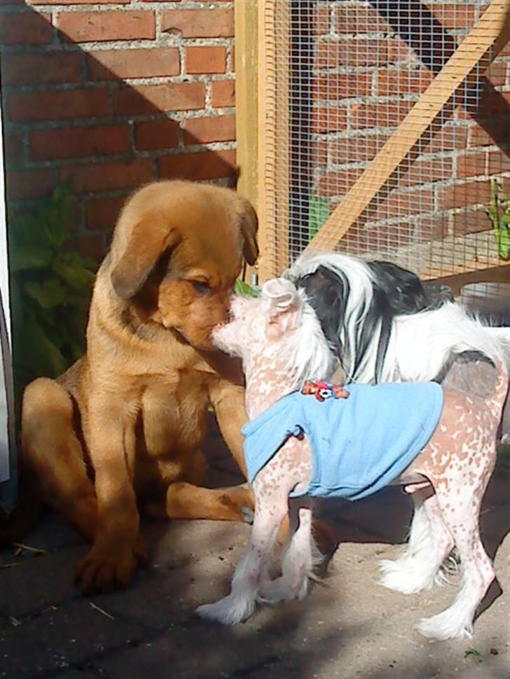 Chinese crested hårløs Snitten - VIDUNDERET ;) - Ching og Jokum, Bedste venner billede 7