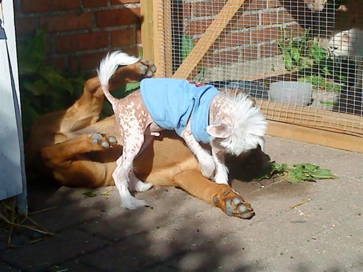 Chinese crested hårløs Snitten - VIDUNDERET ;) - Ching banker store Jokum billede 8