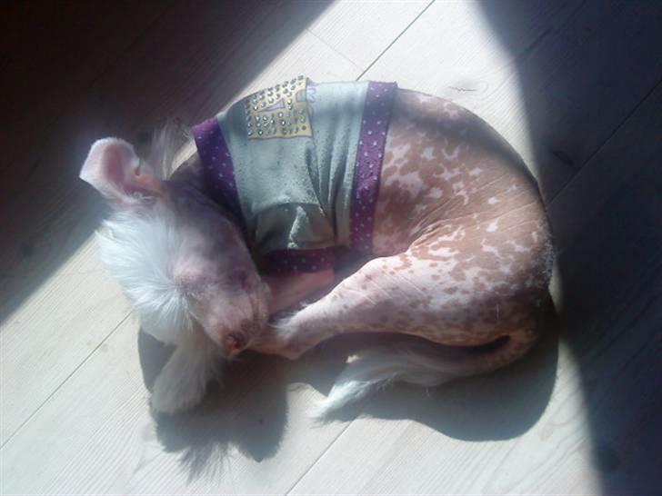 Chinese crested hårløs Snitten - VIDUNDERET ;) - Ching tager en lur i solen -  billede 9