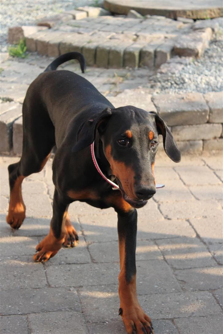 Dobermann Noir Royale Anaïs billede 1