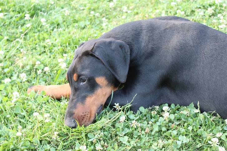 Dobermann Noir Royale Anaïs billede 2