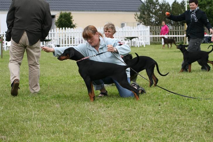Dobermann Noir Royale Anaïs billede 3